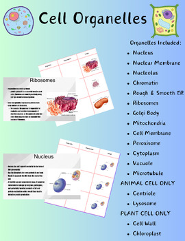 Preview of Cell Organelles Presentation and Graphic Organizer
