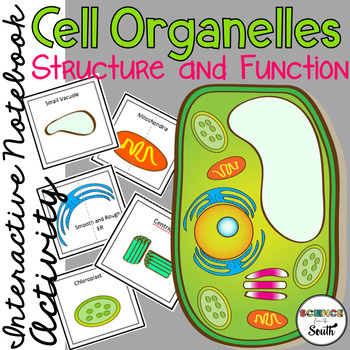 Preview of Cell Organelles Structure and Function Interactive Notebook Activity