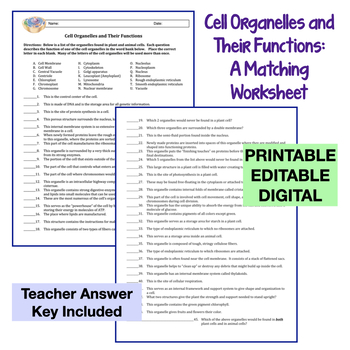 Cell Organelles Matching Worksheet by Amy Brown Science | TpT