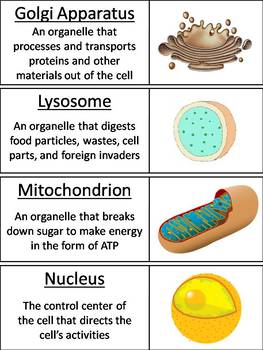 Plant and Animal Cell Organelles and Function Word Wall Cards (Cell  Structures)