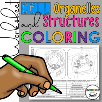 Preview of Plant and Animal Cells Organelles and Structures Coloring Worksheet Activity