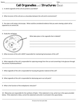 Cell Organelles and Structures Quiz for Assessment of Student Understanding