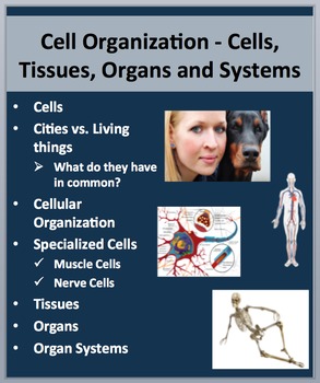 Preview of Cell Organization - Cells, Tissues, Organs, and Systems - PowerPoint Lesson