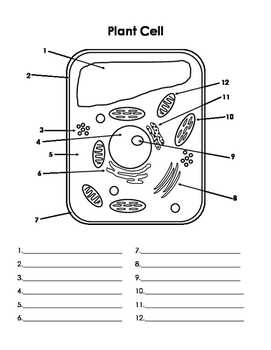 Cell Parts Diagrams by Kelsey Laborio | TPT