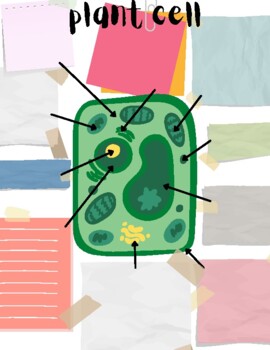 Preview of Cell Parts Plant, Animal, and Bacterial Doodle Notes
