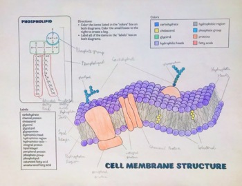cell membrane structure