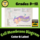 Cell/Plasma Membrane Structure Color & Label  Perfect for 