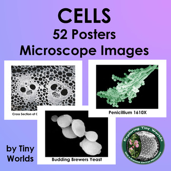 Cell Posters from the Scanning Electron Microscope
