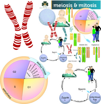 Cell Reproduction And Heredity Clip Art Bundle by Studio Devanna