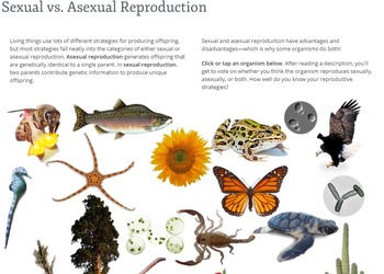 Preview of Cell Reproduction - Sexual and Asexual Reproduction Webquest Word Version