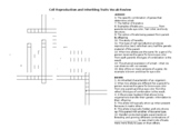 Cell Reproduction and Inheriting Traits Vocab Review Xword