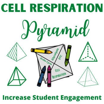 Preview of Cell Respiration Pyramid Foldable