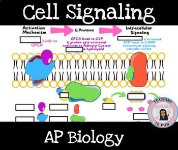 Preview of Cell Signaling AP Biology CPCRs