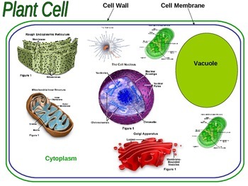 free download cell structure