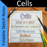 Cell Structure Foldable Sketch Notes