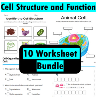 Preview of Cell Structure and Function 10 Worksheets with answer key