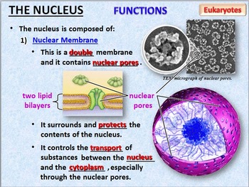 Cells PowerPoint {Editable} by Tangstar Science | TPT
