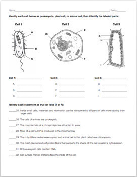 Cell Structure and Function Review Worksheet by Biology with Brynn and Jack