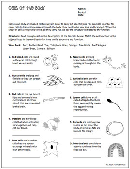 Cell Structure and Function Worksheets by Science Lessons That Rock