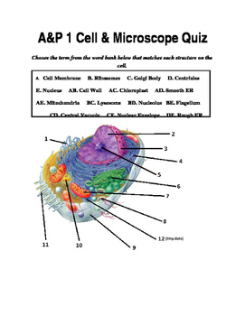 button Distribution Oriental Cell Structure and Microscope Quiz by Science Linkage | TpT