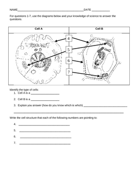 Cell Test with characteristics of living things and measurement | TPT