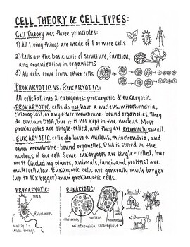 Cell Theory & Cell Types One-Pager by Olivia's One-Pagers | TPT