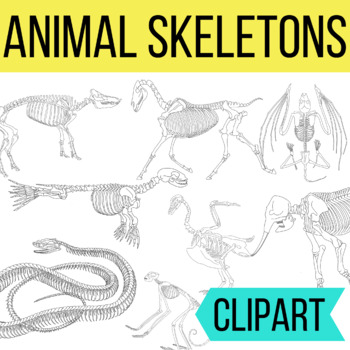 Animal Skeletons Clipart by Laney Lee | TPT