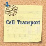 Cell Transport