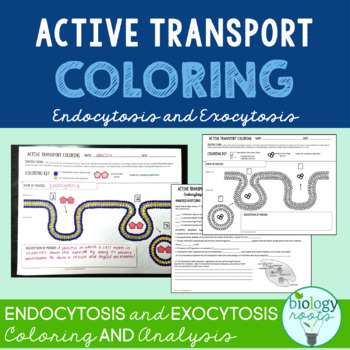 Cell Transport- Active Transport Coloring Endocytosis and Exocytosis