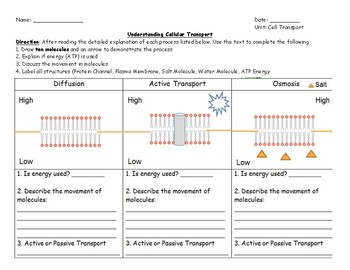 Preview of Cell Transport Jigsaw Activity With Answer Key