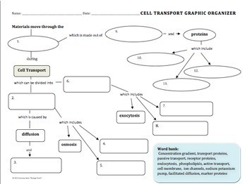 Cell Transport Activity Package by Biology Roots | TpT