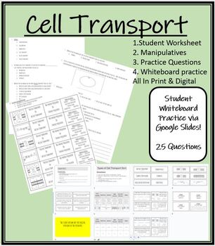 Preview of Cell Transport Bundle | 2 Sorts | Worksheet| 25 Qs Whiteboard Practice