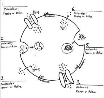 homeostasis in cells diagram