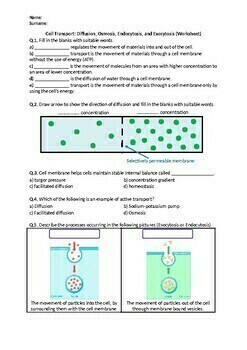 Preview of Cell Transport: Diffusion, Osmosis, Endocytosis, Exocytosis - Worksheet (Print)