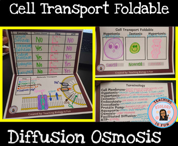 Preview of Cell Membrane Transport Foldable- Cell Membrane and Tonicity