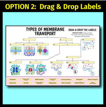 Cell Membrane and Transport - Google Slides and Distance Learning Ready