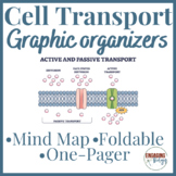 Cell Transport Graphic Organizers