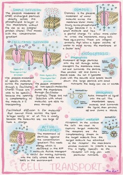 Preview of Cell Transport Information Sheet