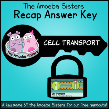 Preview of Cell Transport Recap Answer Key by The Amoeba Sisters (Answer Key)