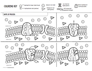 Cell Transport- Sodium Potassium Pump Coloring by Biology Roots | TpT