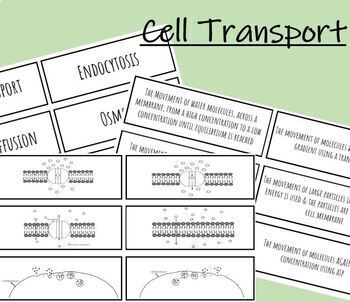 Preview of Cell Transport Sort | Print & Digital Version 
