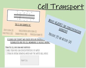 Preview of Cell Transport Whiteboard Practice Via Google Slides