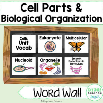 Preview of Cell Types, Parts, Levels of Organization Word Wall Vocabulary ESL ELL