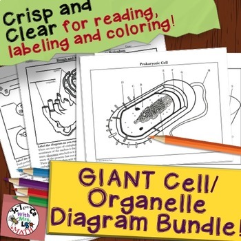 Cell and Organelle Coloring Page and Diagram Unit Bundle | TpT