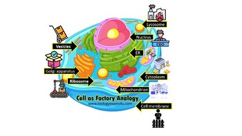 Preview of Cell as Factory Animated PowerPoint