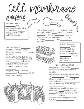 Preview of Cell membrane sketchnotes