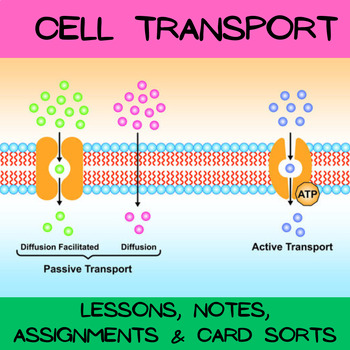 Preview of Cell membrane transport notes, PowerPoint and supplemental items | TEKS4B/5C