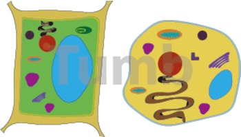 Preview of Animal and Plant cell