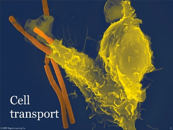 Preview of Cell transport