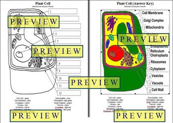 Preview of Cells #1 Plant Cell Coloring Worksheet with Questions & Answer Key